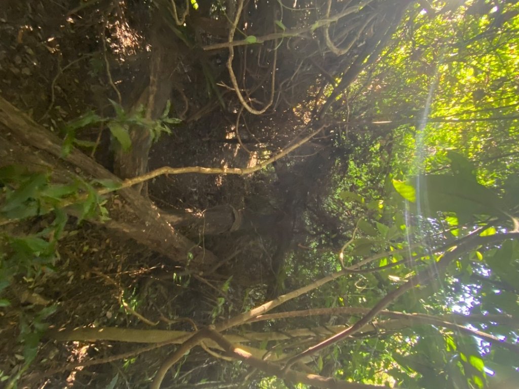 桃園大溪-打鐵寮古道-白石山_2612649