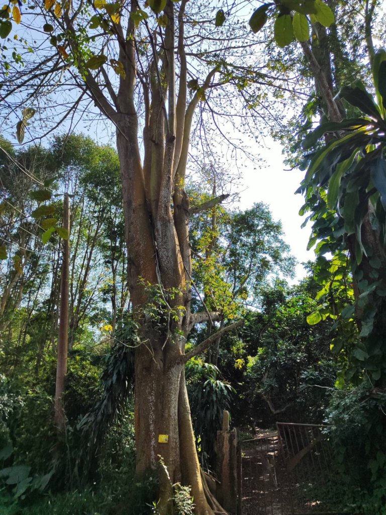 橫山步道-十八彎古道-中央嶺步道_2718098