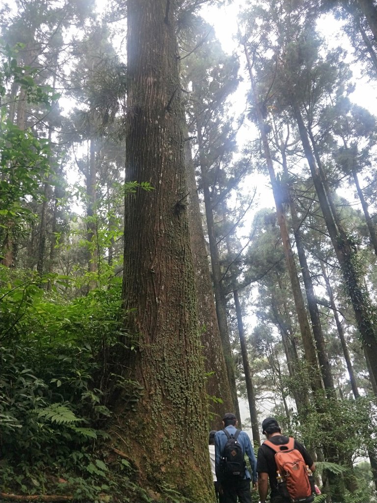 奮起湖大凍山步道_714512