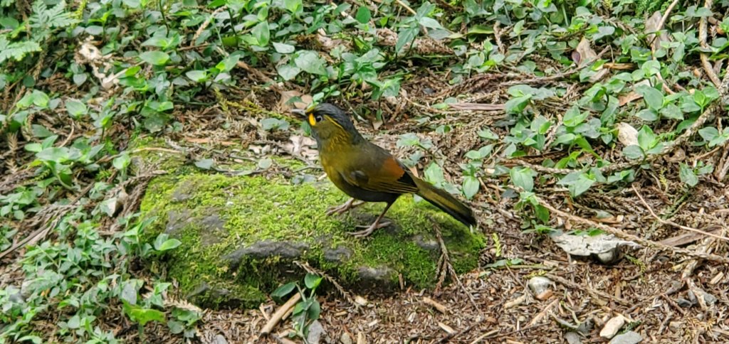 2024-05-19溪頭自然教育園區_2507992