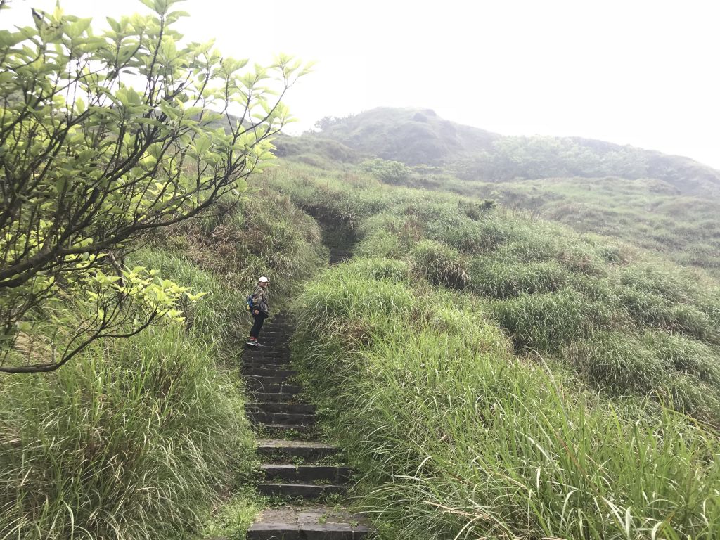 【七星山主東峰】冷水坑-小油坑_317455