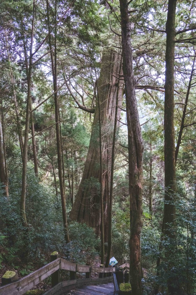 檜山巨木森林步道_1177163