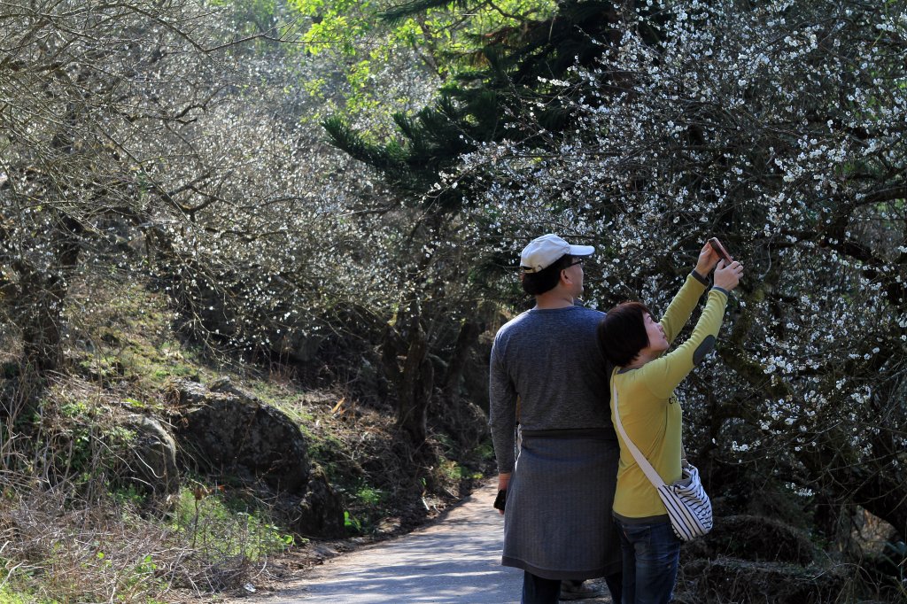 【臺南~楠西】梅嶺賞梅二~梅峰古道_1247023