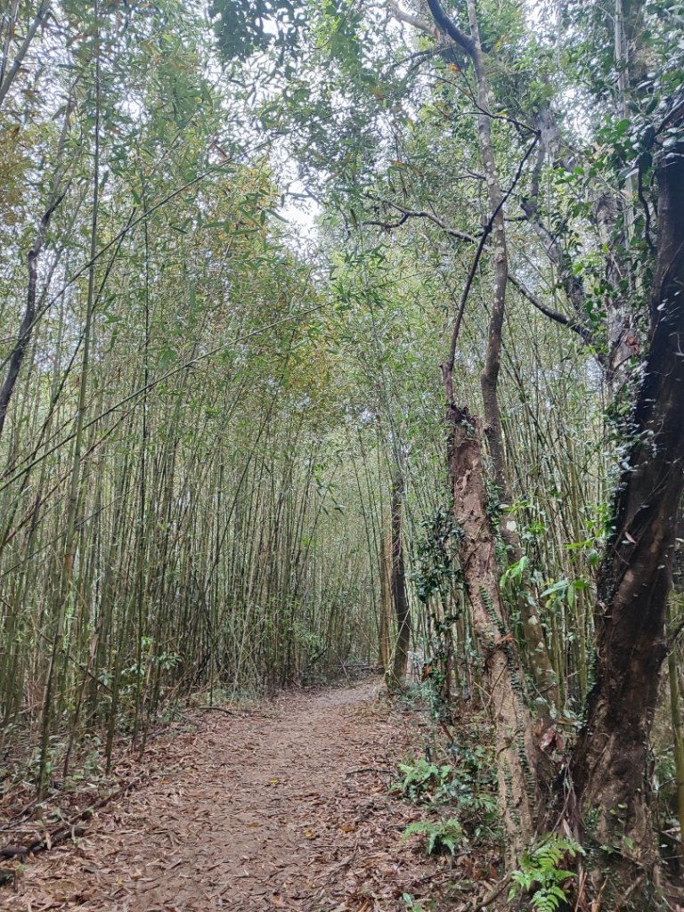 苗栗關刀山小百岳_2649251