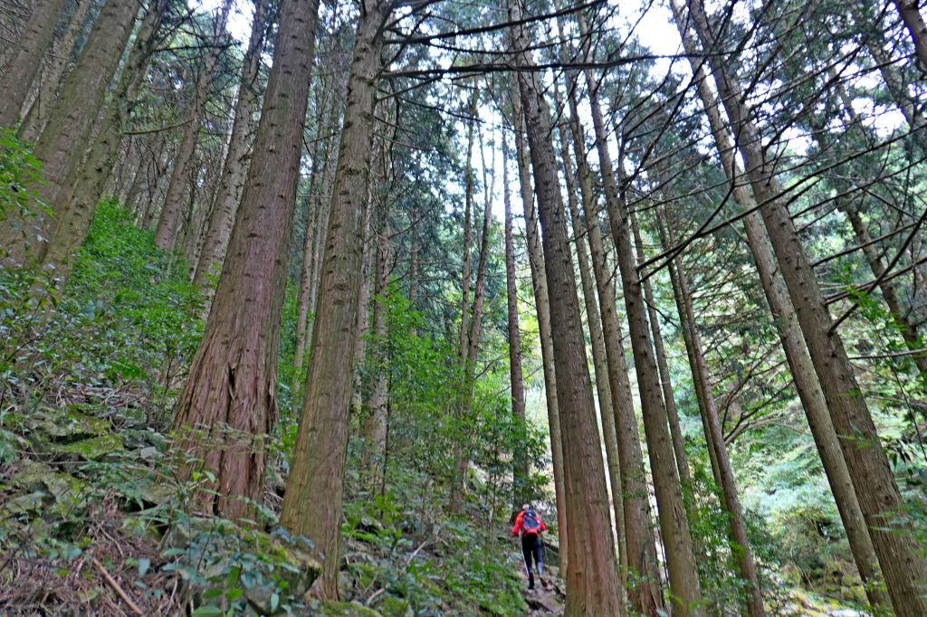 楓紅時節稍來山 2017/12/17_225709