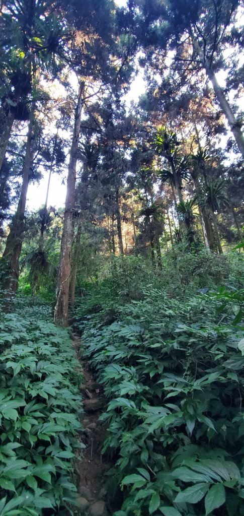 2023-11-25溪頭鳳凰山步道_2360955