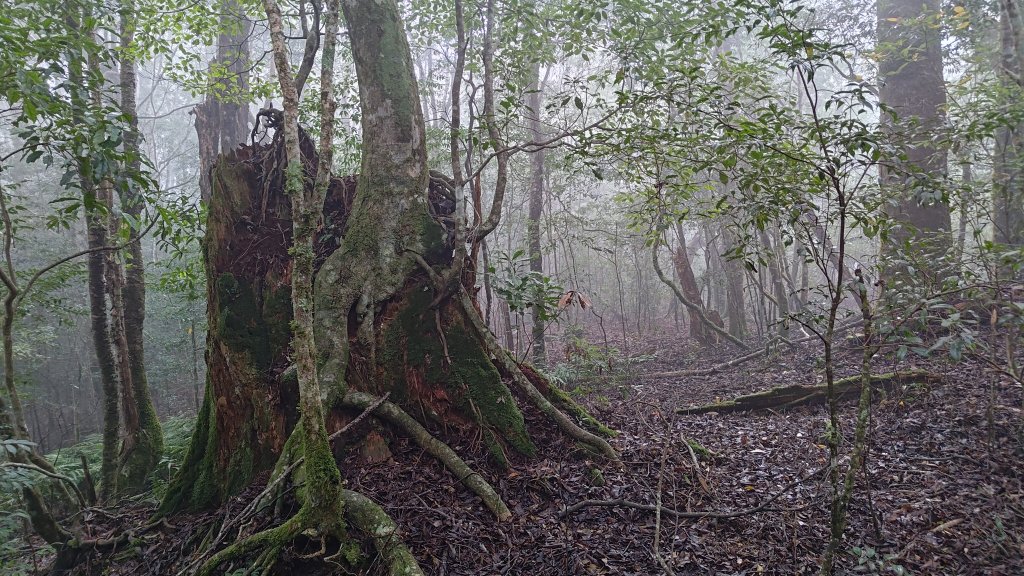 屯野生台山、石麻達山_2993161