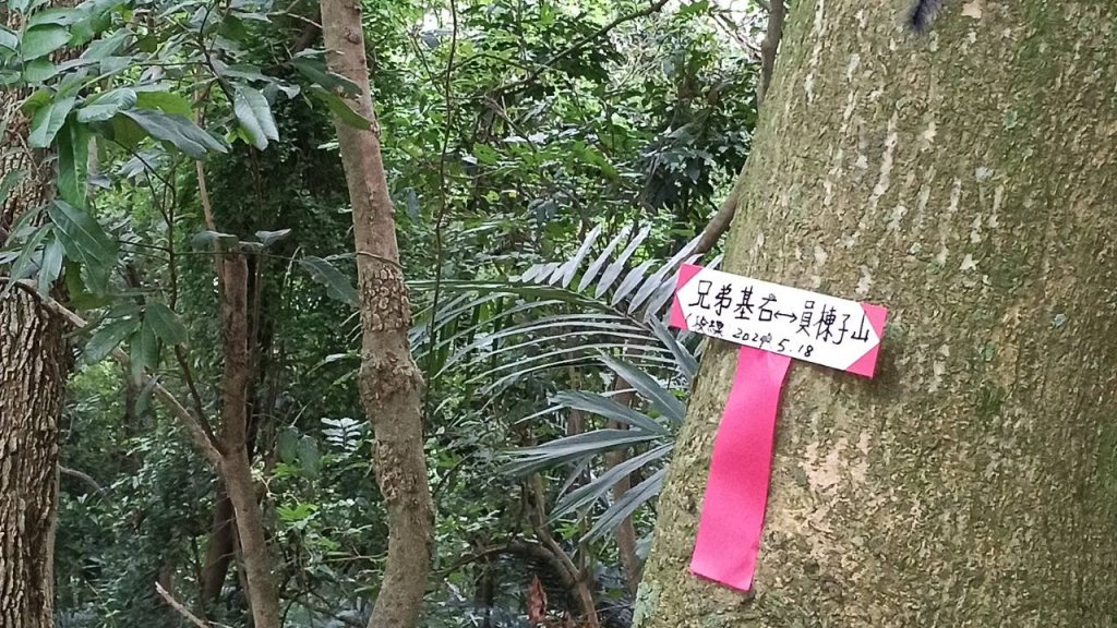 20250607 新竹竹東三山(樹杞林山 - 新具庄山 - 員崠子山)  O型_2808944