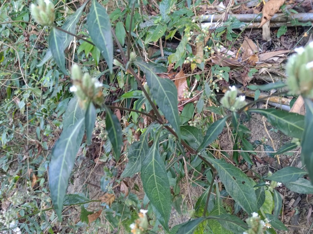 盆貿里山三盆連走_2749529