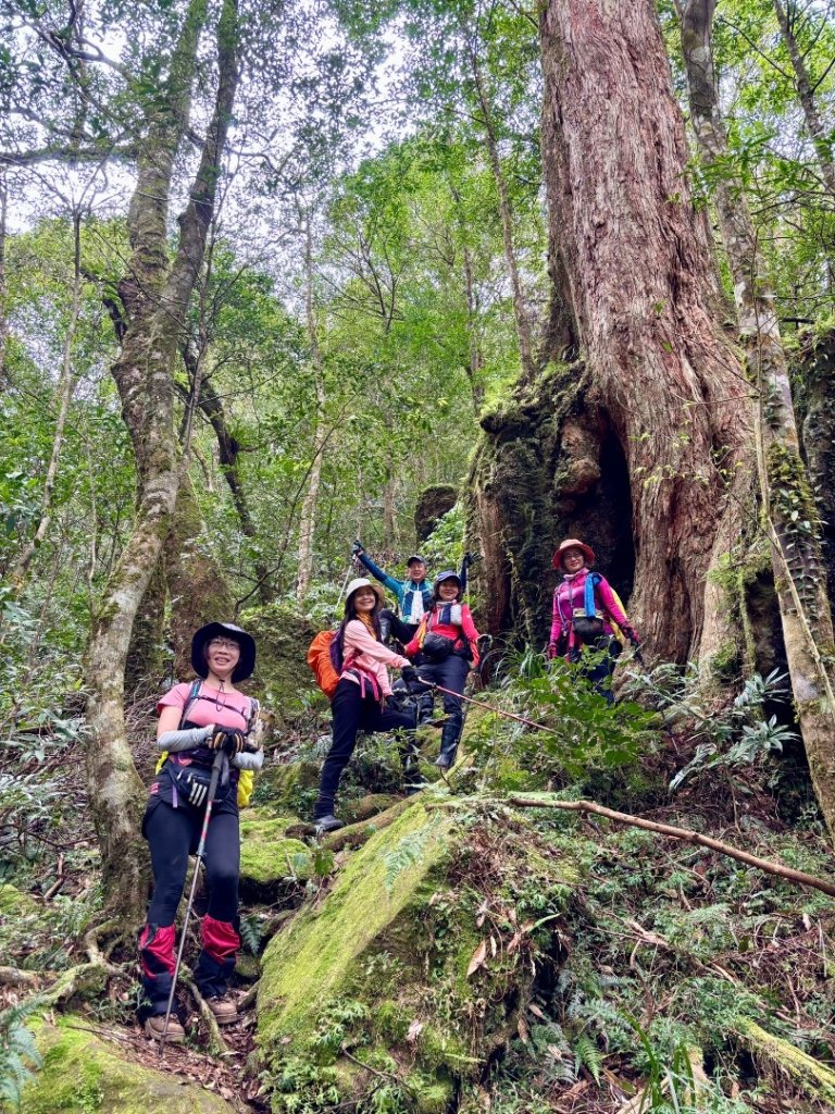 復興赫威神木_2748208