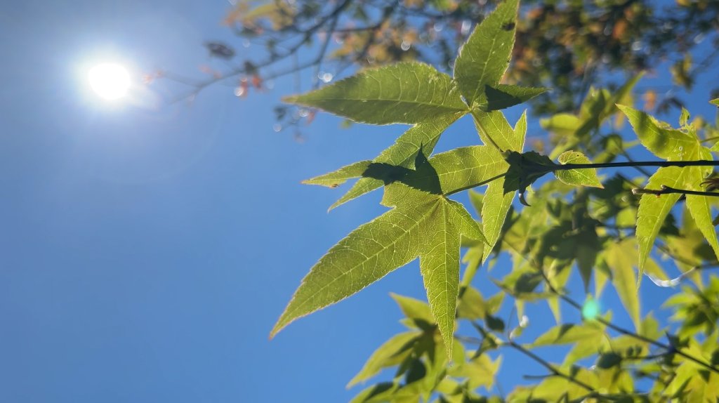 馬那邦山_2597601