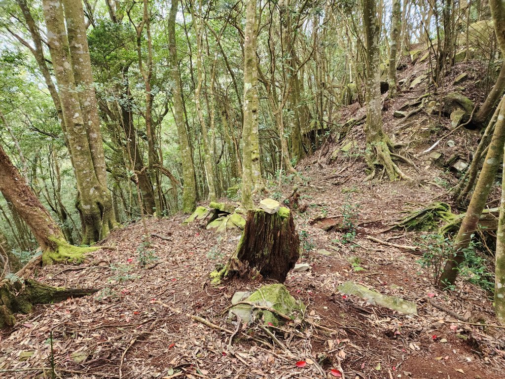 20240317八五山李棟山鳥嘴下山O型_2486233