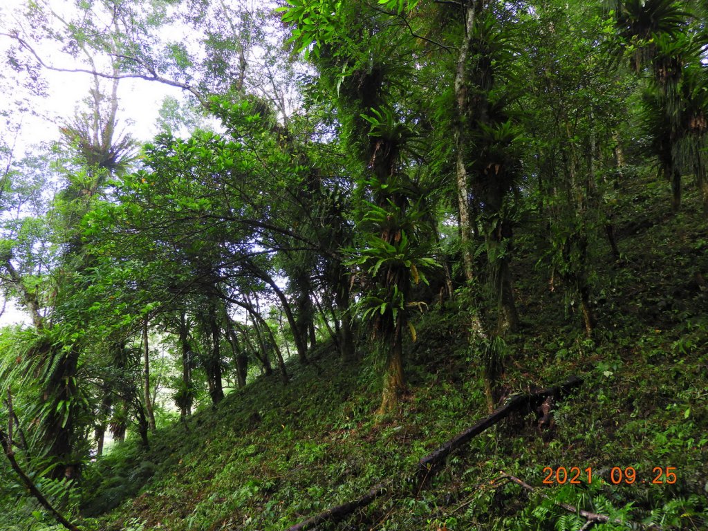 新北 烏來 落鳳山(呂奔山) (未竟)_1468403