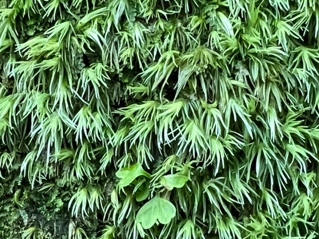 走遍陽明山尋寶任務/環陽明山人車分道陽金、小油坑、冷水坑、中山樓_2071192