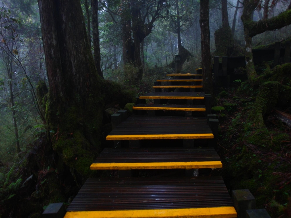 太平山之鐵杉林步道_43632