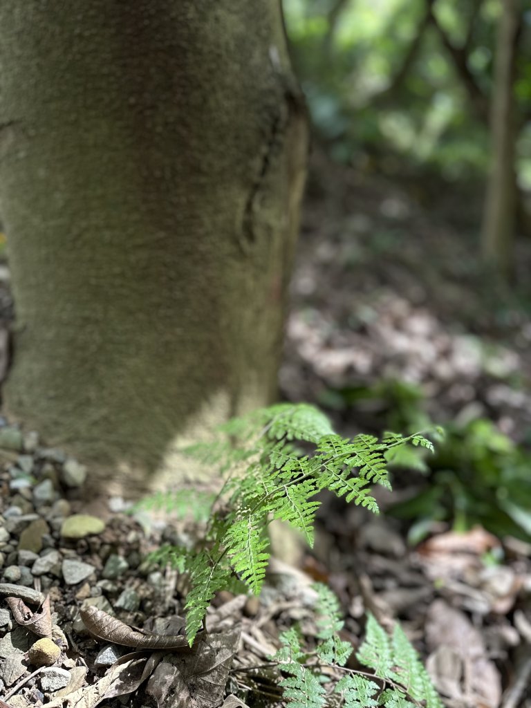 醉翁之意不在酒的【五酒桶山步道】輕鬆走～_1900611