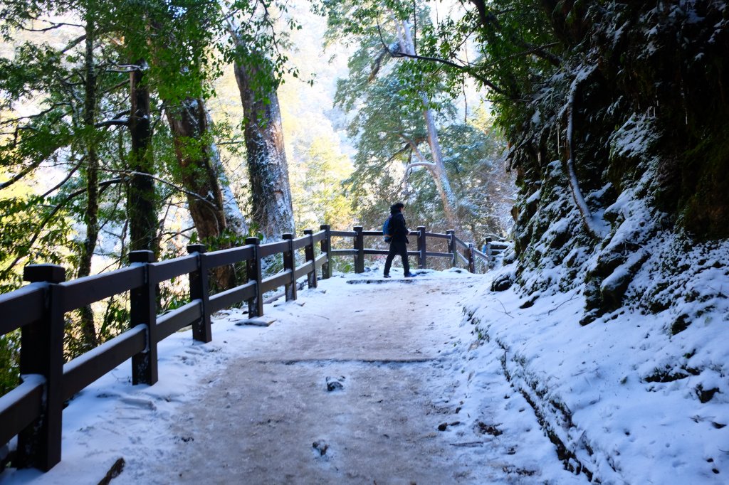 拉拉山神木上的雪白上衣_1232645