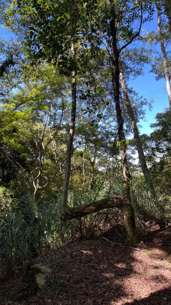 雪見大板根_2877607