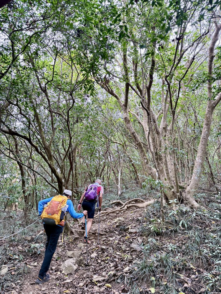 大漢林道登山趣(力里山.具馬奴山.崁頭窩山)  2026.3.28_3028042