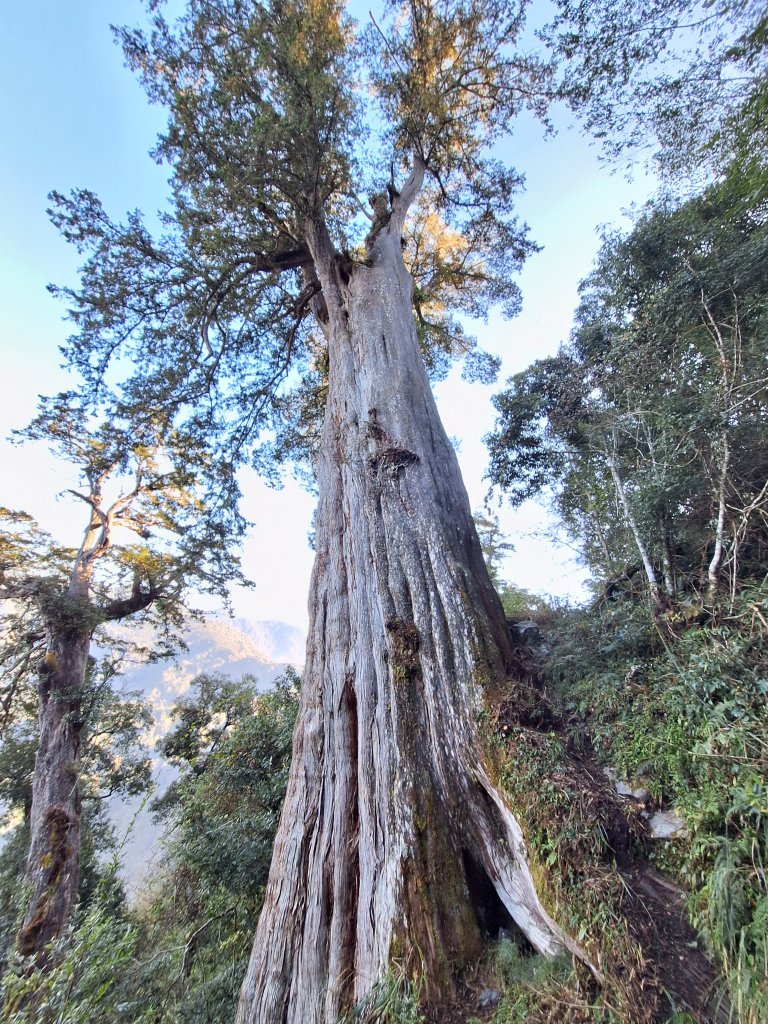 稍來神木+稍來山+稍來山南峰O型20241229封面圖