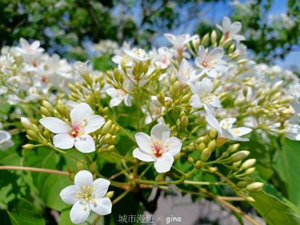 【苗栗造橋】適合親子悠閒踏青。劍潭古道_2533477