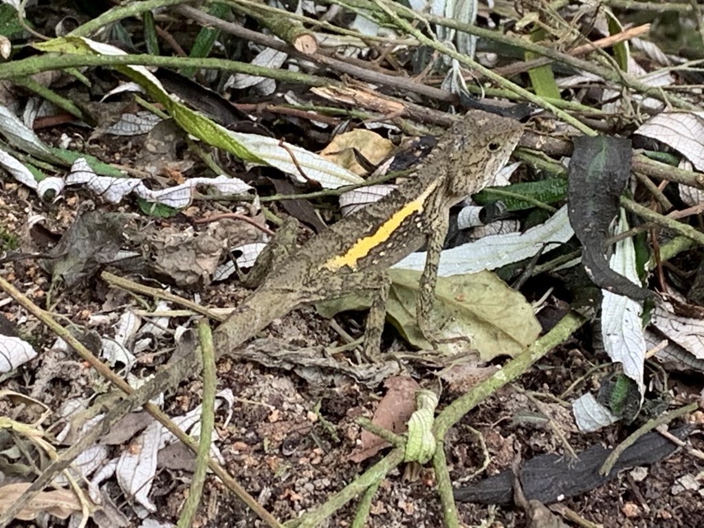 20240330台南雞九凍-雞胸山縱走_2469991