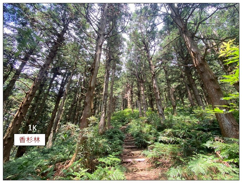 醜崠山、肥崠山(長壽山)、大崠山 三崠連走封面圖