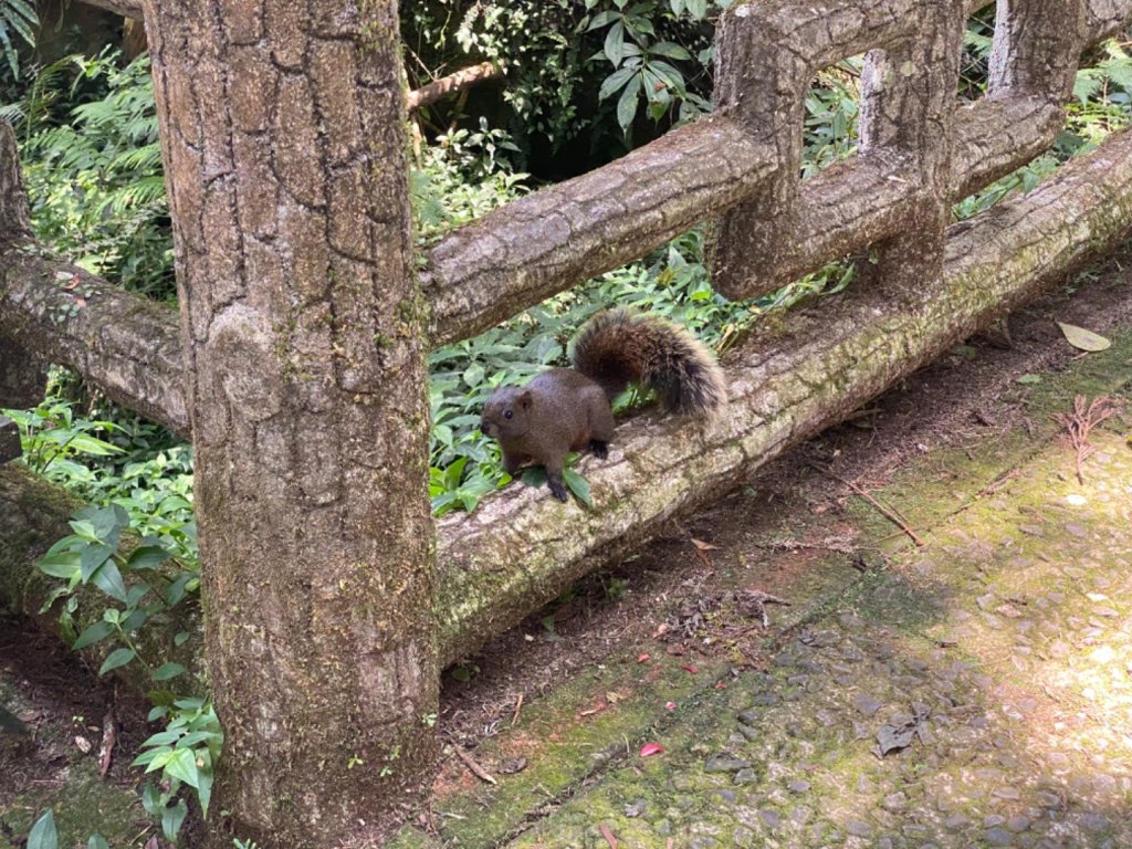 20240420 溪頭自然教育園區_2484346