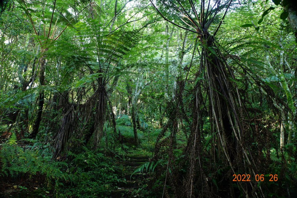 新北 坪林 源茂山(樟枯坑山)_1745986