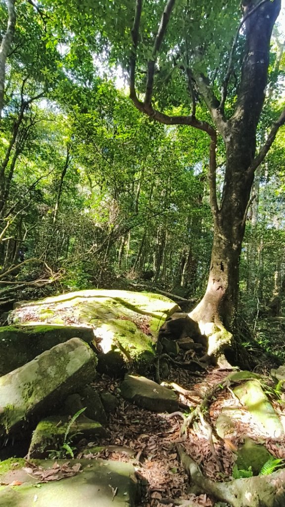 大混李棟山_2816335