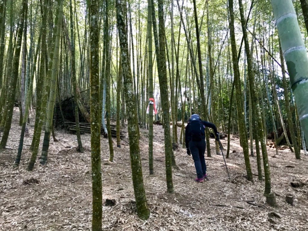 魚池大尖山森與竹的饗宴_1274844