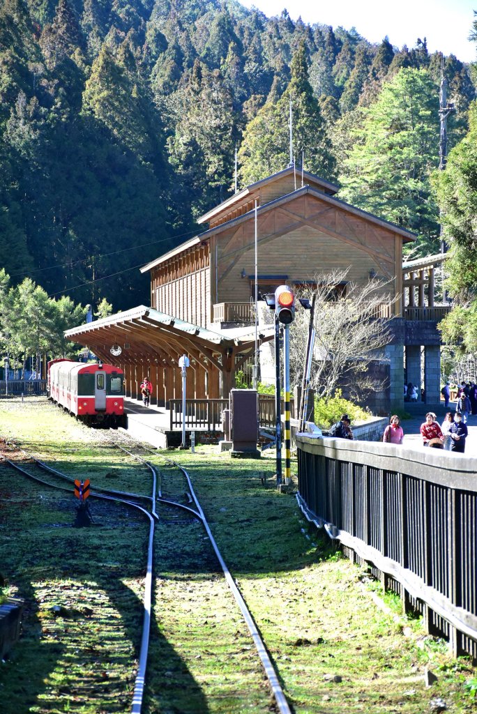 20260207阿里山健行追公車封面圖