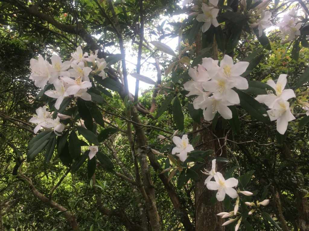 賞花去（五寮尖山、峭壁雄峰、獨立峰_2476744