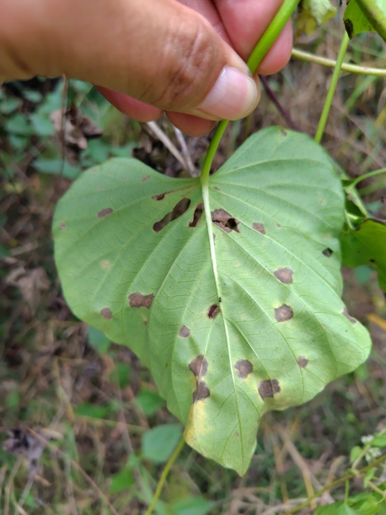 大棟山系南段 水利古道西口 上 竹高崙山 連走 鳥子嶺 坑仔內山 大崖山 下 龍目井農場_2953124
