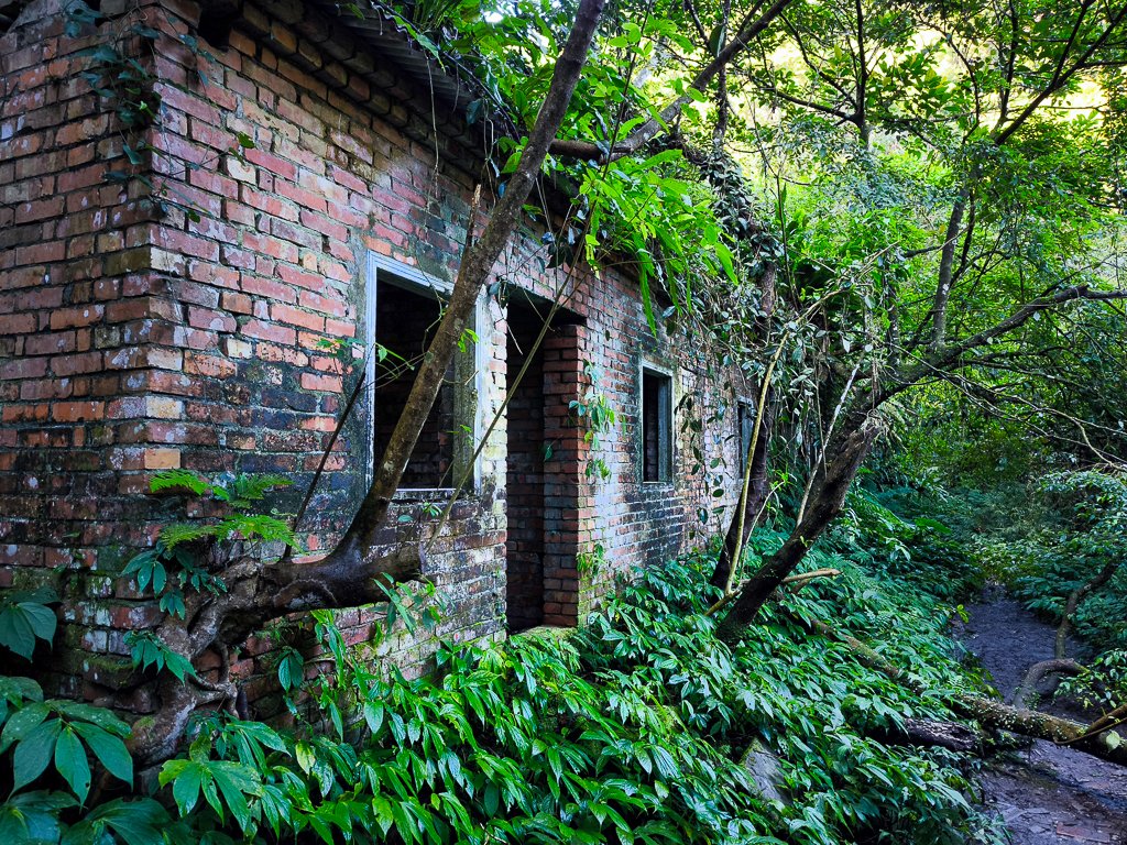 2025-01-12 白雞山、雞罩山、雞罩山前峰、鹿窟尖_2690632