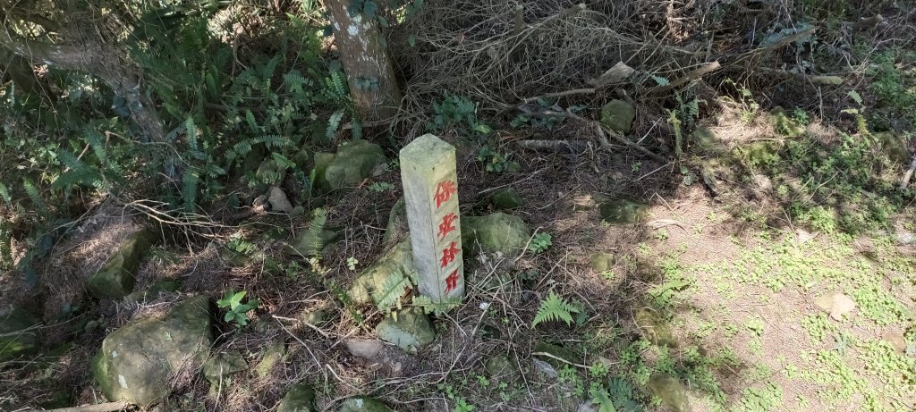 20220312_馬那邦山 細道邦山南峰 細道邦山_1637074