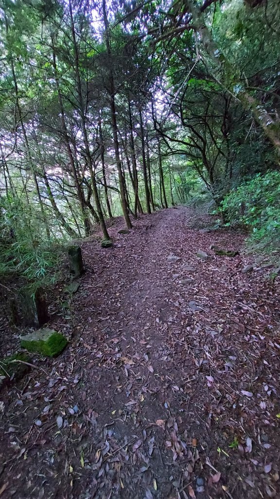 111/07/23畢羊縱走DAY 1(大禹嶺-820林道-畢祿山-鋸東山屋)_1777398