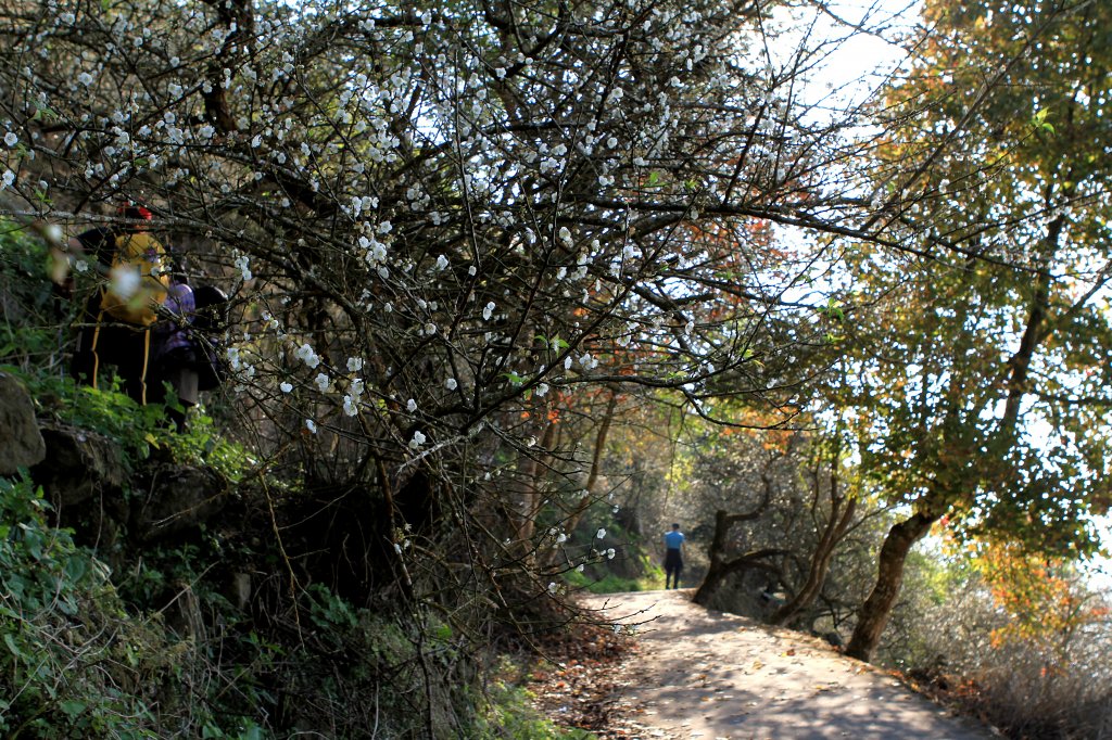 【臺南~楠西】梅嶺賞梅二~梅峰古道_1247032