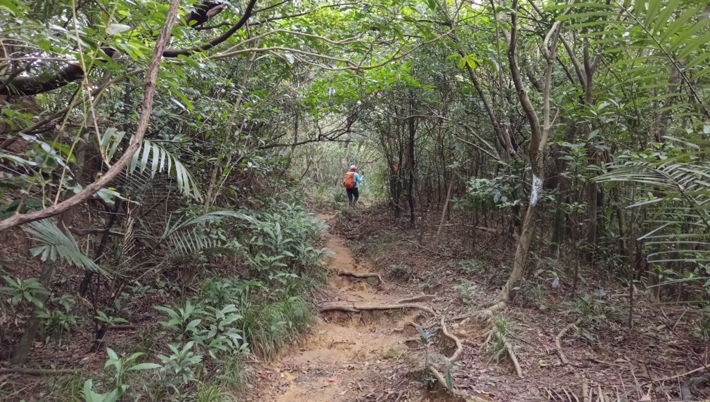 (姨婆趴趴走)第四十集:攀登健走雪山尾稜北段_2455771