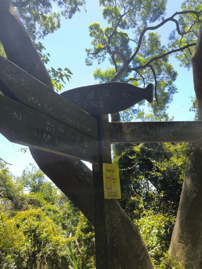 20250815微笑山線大棟山系百年大榕樹段_2859919