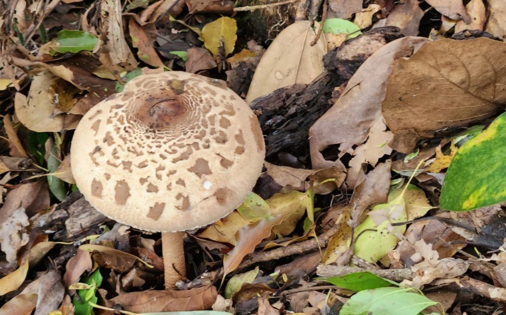 【中級山縱走】水雲三星，橫龍山，騰龍山，橫龍古道_2742946