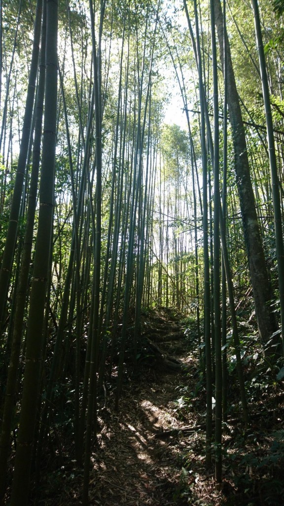 南坪古道+馬胎古道_249249