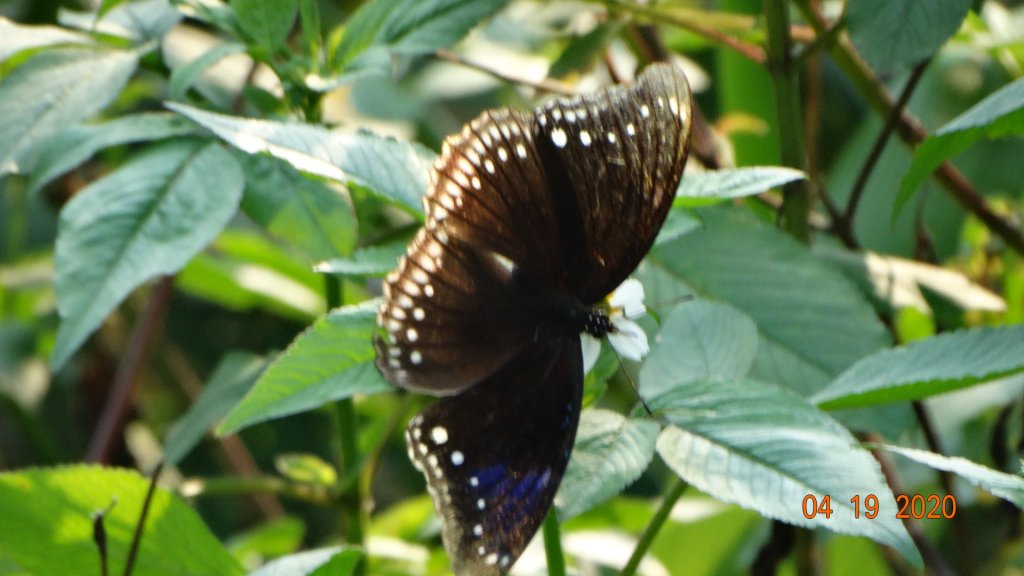 金山磺溪頭賞蝶趣_925126