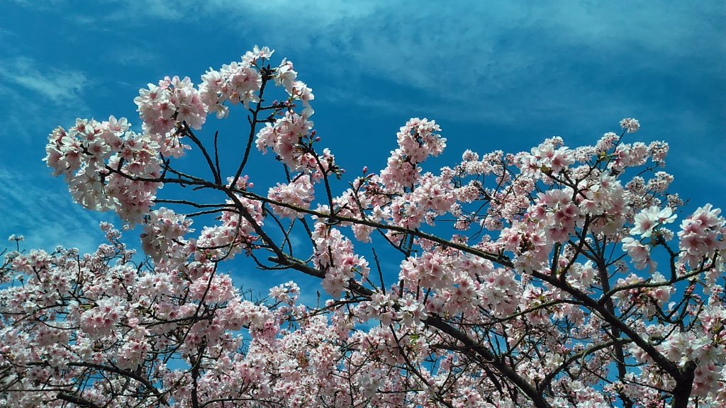 2021新春再度陽明山天際線十連峰_1283780