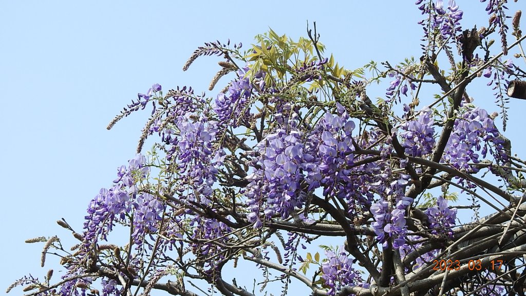 追花是簡單的快樂，賞花是恬淡的幸福。3/17_2073450