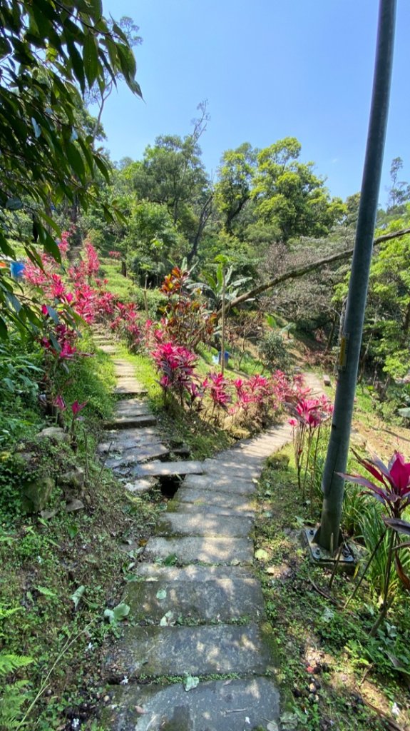 土城天上山O路線桐花季_917189