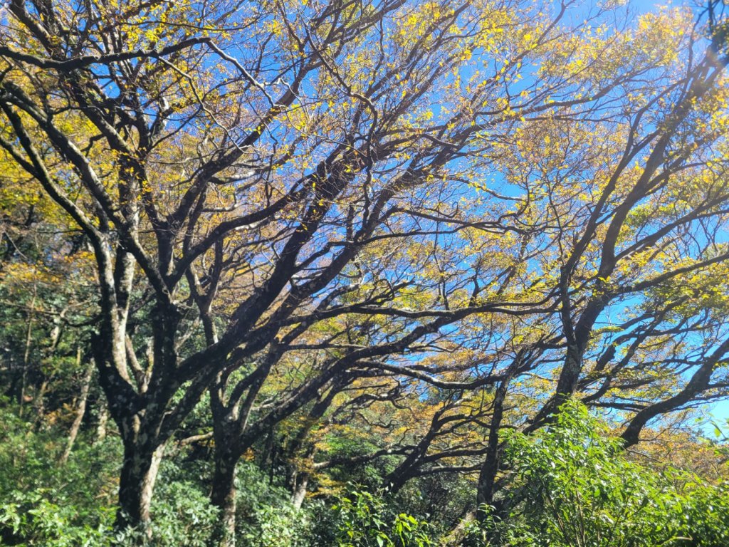 20231118 南插天山 魯培山 山毛櫸秘境_2355456
