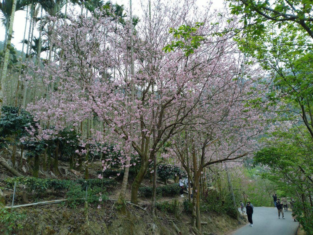2023-02-26 登嘉南雲峰巧遇草嶺櫻花季_2043934
