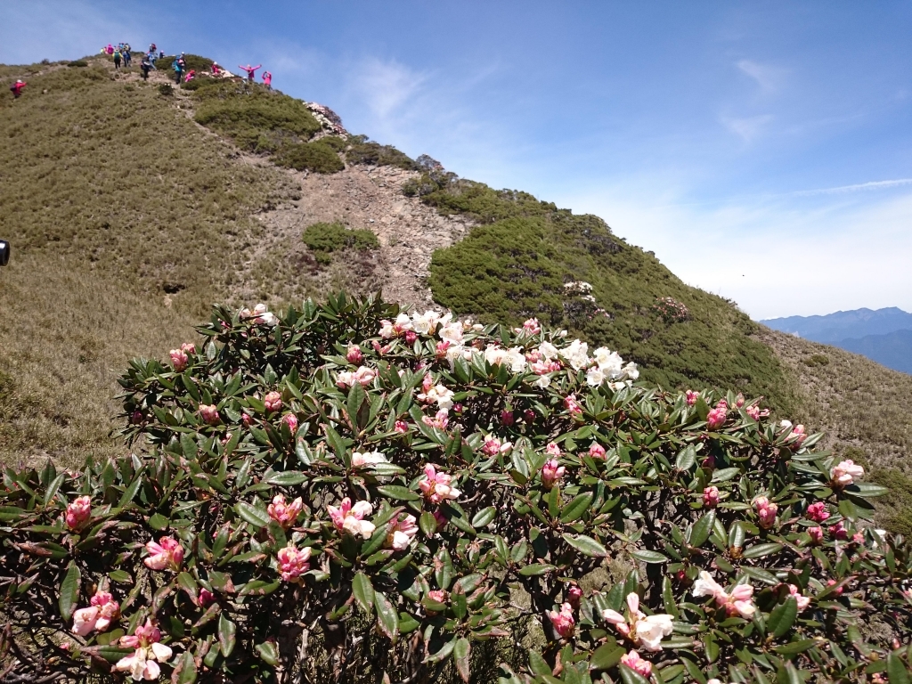 合歡北峰的玉山杜鵑花開了！_39056