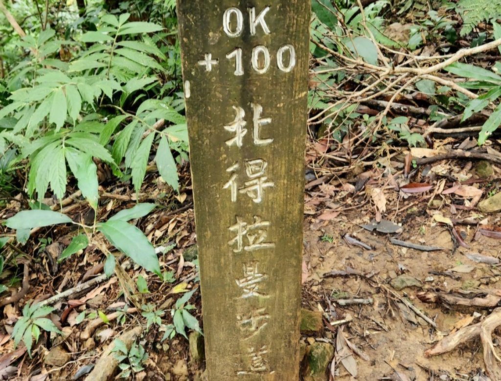 【中級山 】北得拉曼巨木步道，連走內鳥嘴山_2742202